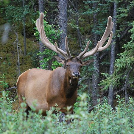 Celtic Haven Hotel Jasper National Park Esterno foto