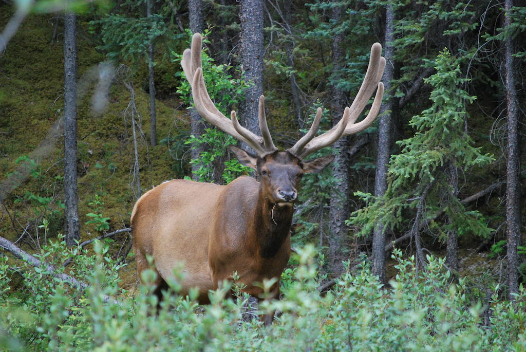 Celtic Haven Hotel Jasper National Park Esterno foto